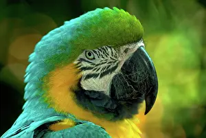 Ararauna: Blue and Gold Macaw