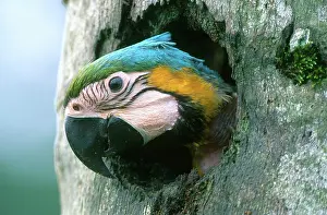 Ararauna: Blue and Gold Macaw