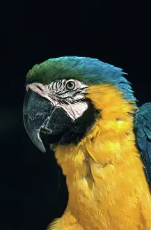 Ararauna: Blue and Gold Macaw