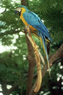 Ararauna: Blue and Gold Macaw