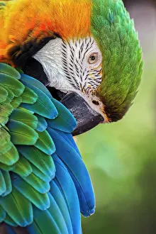 Ararauna: Blue and gold macaw