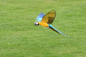 Ararauna: Blue & Gold Macaw / Blue and Gold macaw - In flight