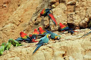 Ararauna: Blue and Gold Macaw - at clay lick