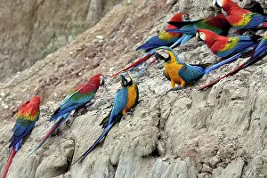 Ararauna: Blue and Gold Macaw - at clay lick