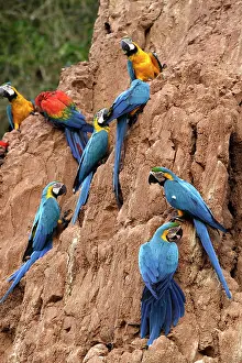 Ararauna: Blue and Gold Macaw - at clay lick