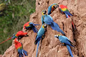 Ararauna: Blue and Gold Macaw - at clay lick