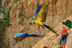 Ararauna: Blue and Gold Macaw - at clay lick