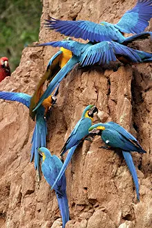 Ararauna: Blue and Gold Macaw - at clay lick