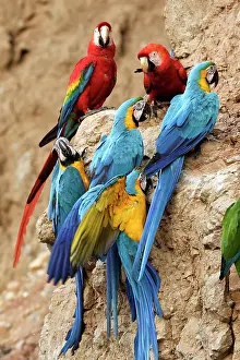 Ararauna: Blue and Gold Macaw - at clay lick