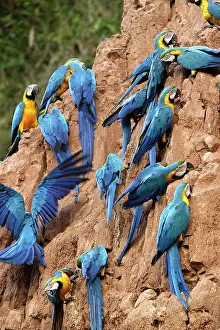 Ararauna: Blue and Gold Macaw - at clay lick
