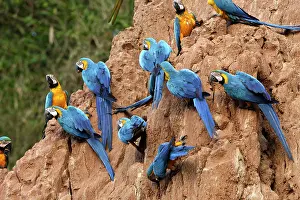 Ararauna: Blue and Gold Macaw - at clay lick