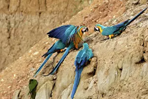 Ararauna: Blue and Gold Macaw - at clay lick