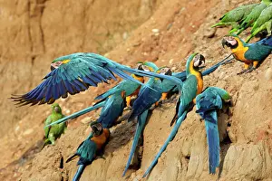 Ararauna: Blue and Gold Macaw - at clay lick
