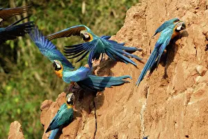 Ararauna: Blue and Gold Macaw - at clay lick
