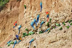 Ararauna: Blue and Gold Macaw - at clay lick