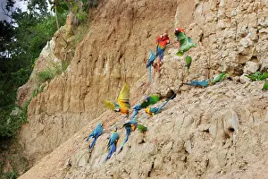 Ararauna: Blue and Gold Macaw - at clay lick