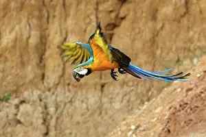 Ararauna: Blue and Gold Macaw - in flight