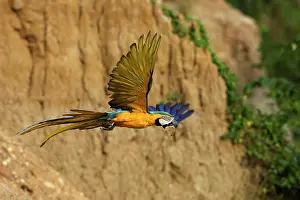Ararauna: Blue and Gold Macaw - in flight