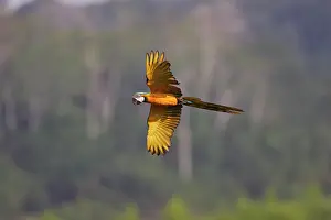 Ararauna: Blue and Gold Macaw - in flight