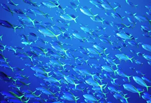 Fusiliers: Blue and Gold / Yellow and blueback FUSILIER fish