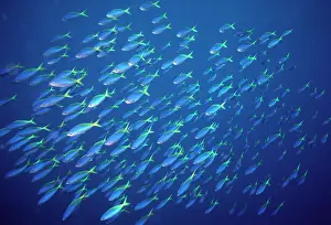 Fusiliers: Blue and Gold / Yellow and blueback FUSILIER fish