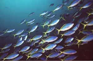Fusiliers: Blue and Gold / Yellow and blueback FUSILIER fish