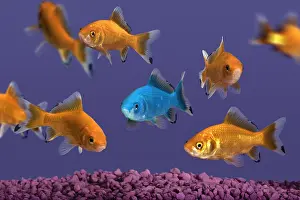 Strange: Blue Goldfish