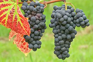 Bunches: blue grapes - bunches of very ripe, blue grapes