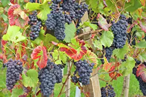 Bunches: blue grapes - bunches of very ripe, blue grapes