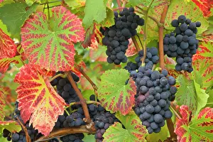 Bunches: blue grapes - bunches of very ripe, blue grapes