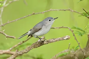 Gnatcatcher: Blue-gray Gnatcatcher