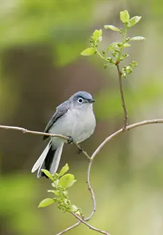 Gnatcatcher: Blue-gray Gnatcatcher