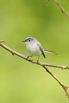 Gnatcatcher: Blue-gray Gnatcatcher