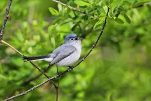 Oystercatchers: Blue-gray Gnatcatcher