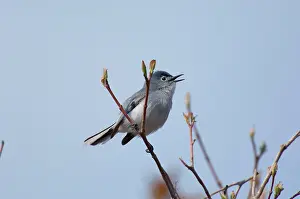 Gnatcatcher: Blue-gray Gnatcatcher - Male perched on branch, May