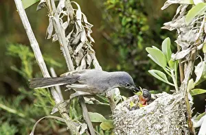 Caerulea: Blue-gray Gnatcatcher at nest feeding young