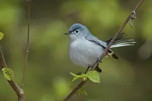 Gnatcatcher: Blue-gray Gnatcatcher Polioptila caerulea Foraging for