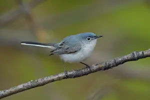 240517: Blue-gray Gnatcatcher Polioptila caerulea On territory
