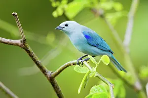 Thraupis: Blue-gray Tanager