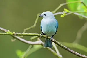 Thraupis: Blue-gray Tanager