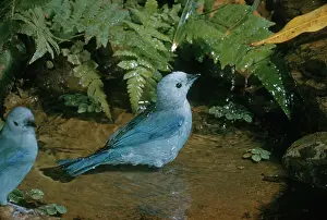 Thraupis: Blue-Gray Tanager