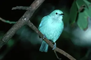 Thraupis: Blue-Gray Tanager