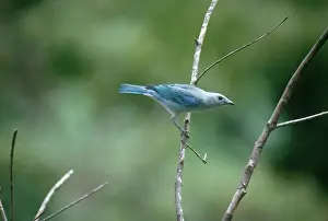 Thraupis: Blue-Gray Tanager