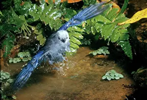 Thraupidae: Blue-gray Tanager