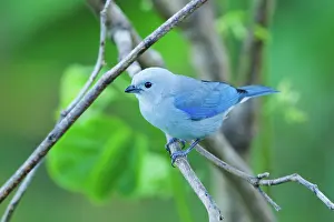Thraupis: Blue-gray Tanager