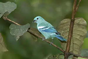 Ecuadoran: Blue-gray Tanager