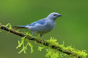 Cloud Forest: Blue-gray tanager