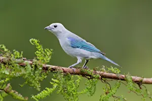 Thraupis: Blue-gray Tanager or Blue-grey Tanager