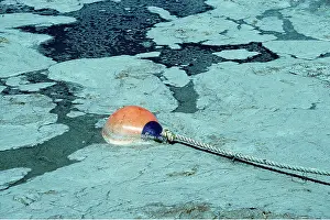 Harbours: BLUE GREEN ALGAE BLOOM