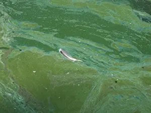 Cyanobacteria: Blue Green Algae - in reservoir